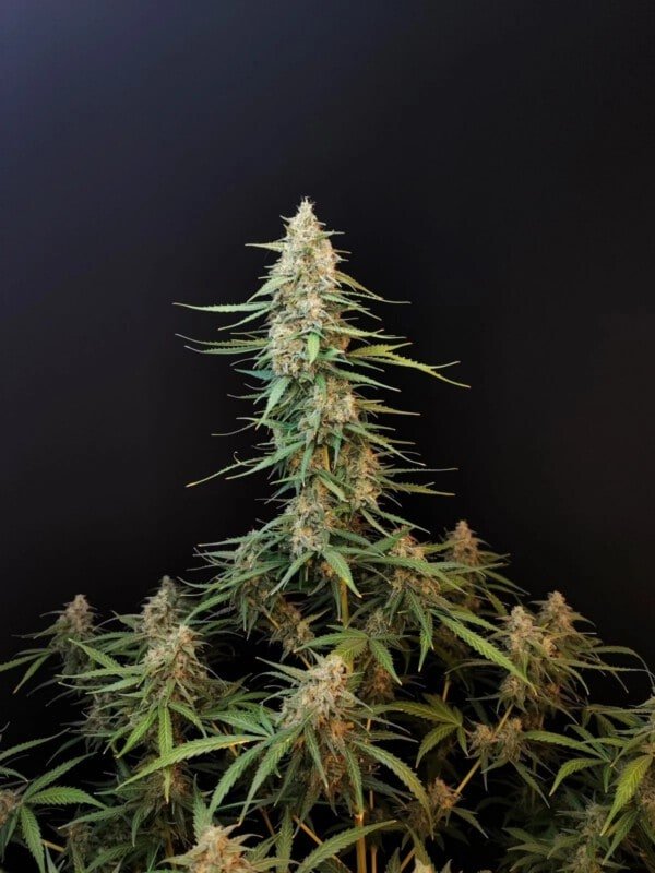 Sour Diesel Auto Fast Buds 420 1