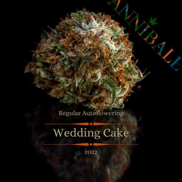 Wedding Cake Auto Regular Annibale Genetics