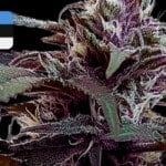 Where To Buy Cannabis Seeds Online In Estonia