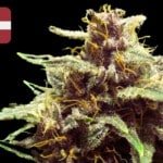 Where To Buy Cannabis Seeds Online In Latvia