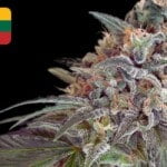 Where To Buy Cannabis Seeds Online In Lithuania