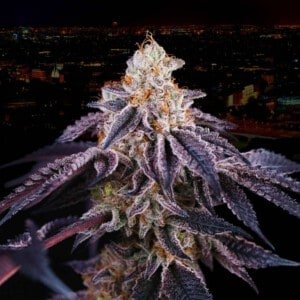 Baked In Paris Feminized Perfect Tree Annibale Seedshop 1