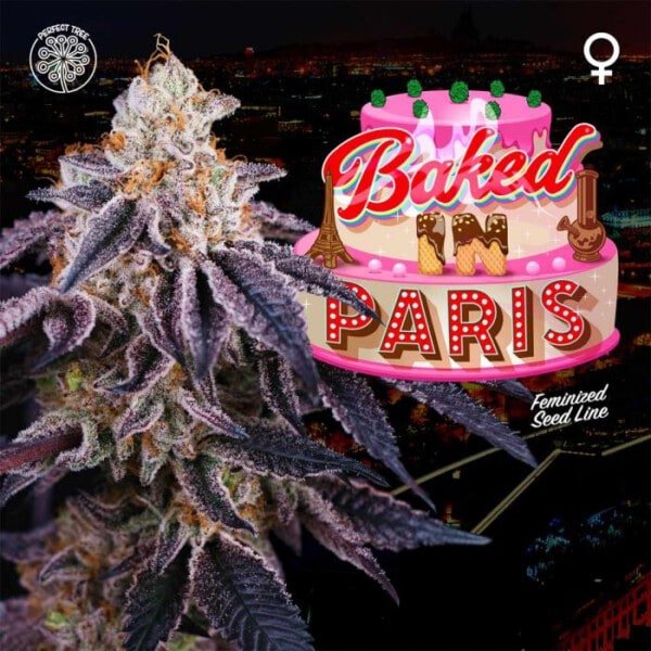 Baked In Paris Feminized Perfect Tree Annibale Seedshop