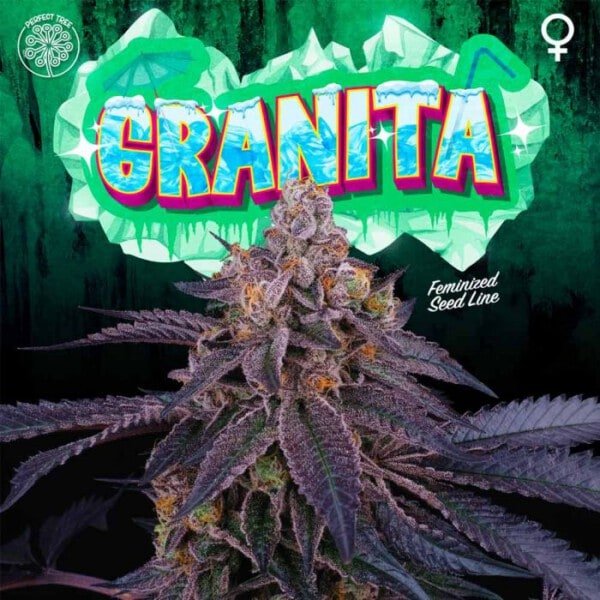 Granita Feminized Perfect Tree Annibale Seedshop