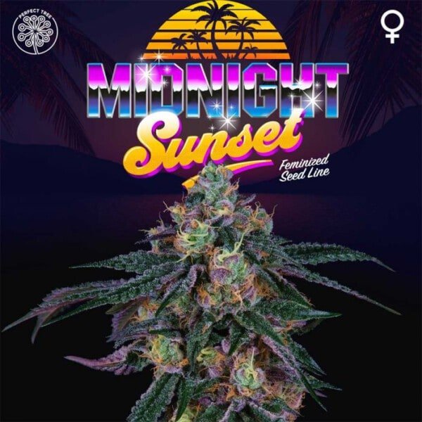 Midnight Sunset Feminized Perfect Tree Annibale Seedshop