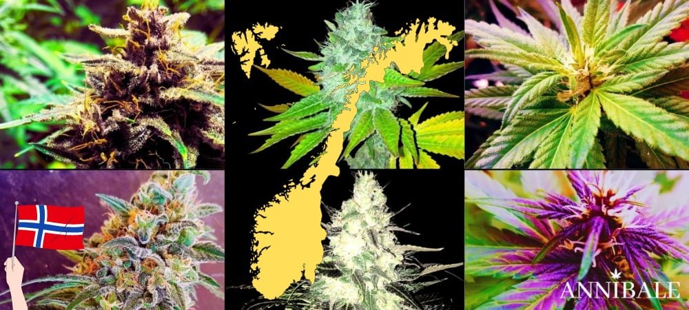 Norwegian Cannabis Seeds