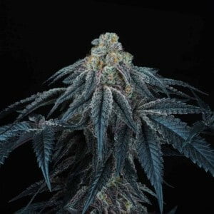 Puff Mints Feminized Perfect Tree Annibale Seedshop 2