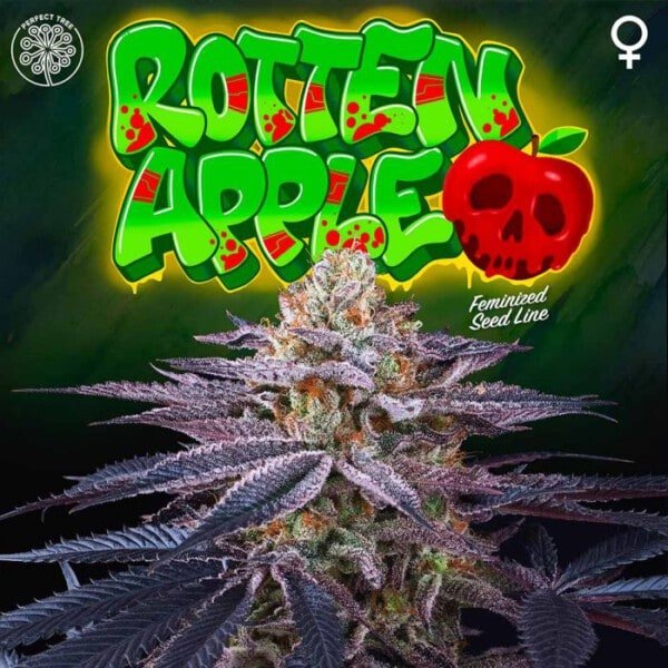 Rotten Apple Feminized Perfect Tree Annibale Seedshop 1