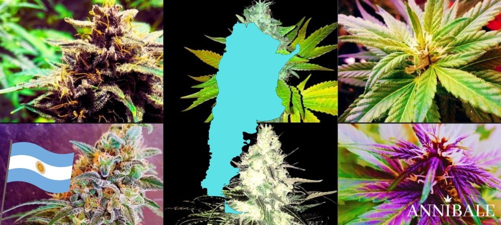 Argentinian Cannabis Seeds