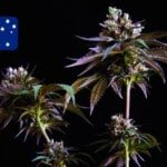 Australian Cannabis Seeds
