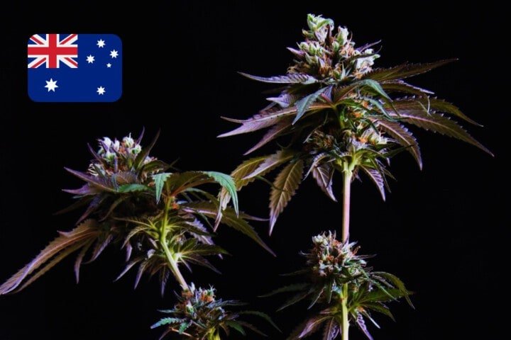 Australian Cannabis Seeds