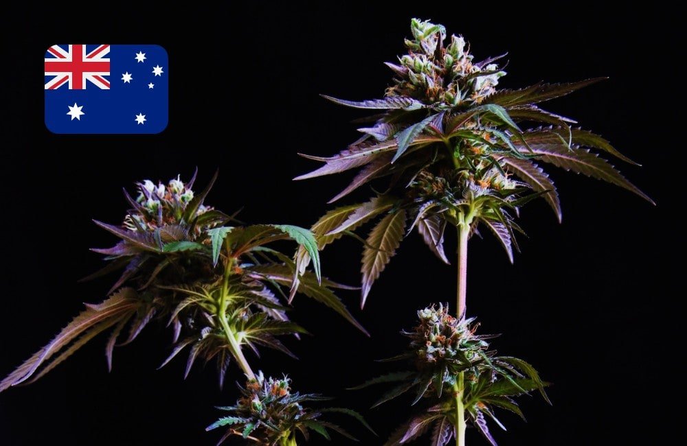 Australian Cannabis Seeds