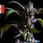 Canada Cannabis Seeds
