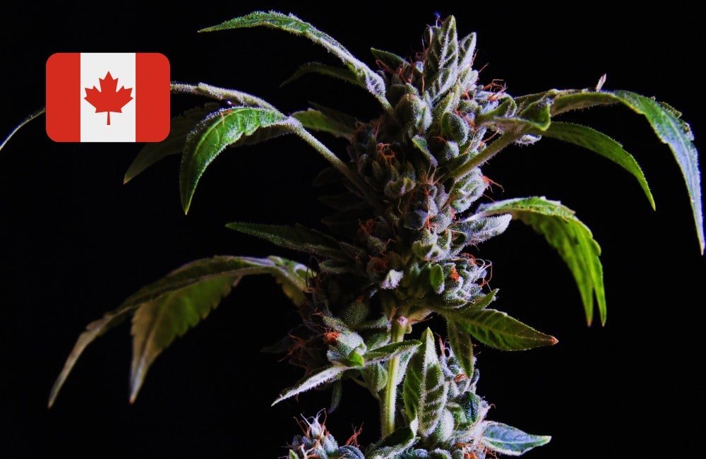 Canada Cannabis Seeds
