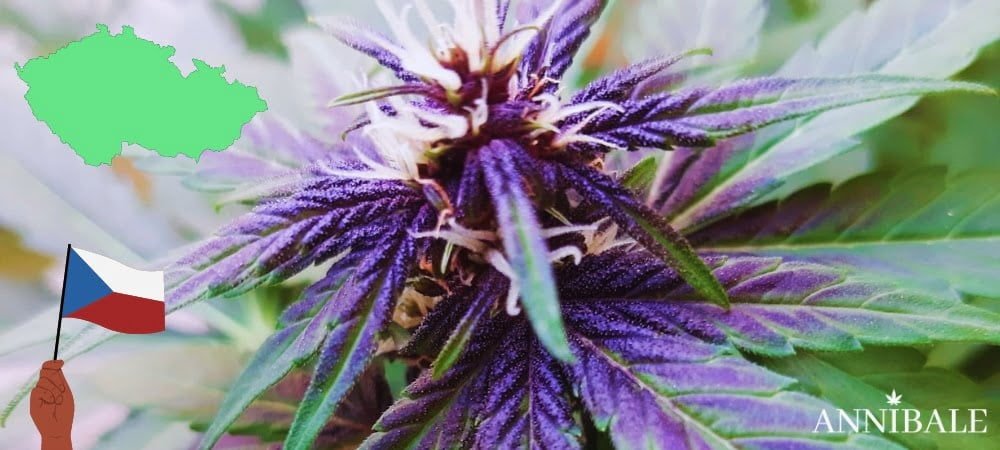Czech Cannabis Seeds