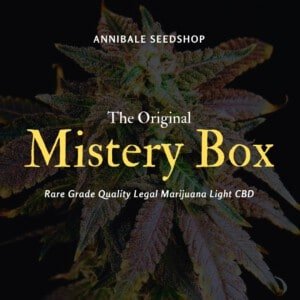 Mistery Box Legal Marijuana Light Cbd Annibale Seedshop
