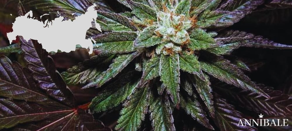 Russian Cannabis Seeds