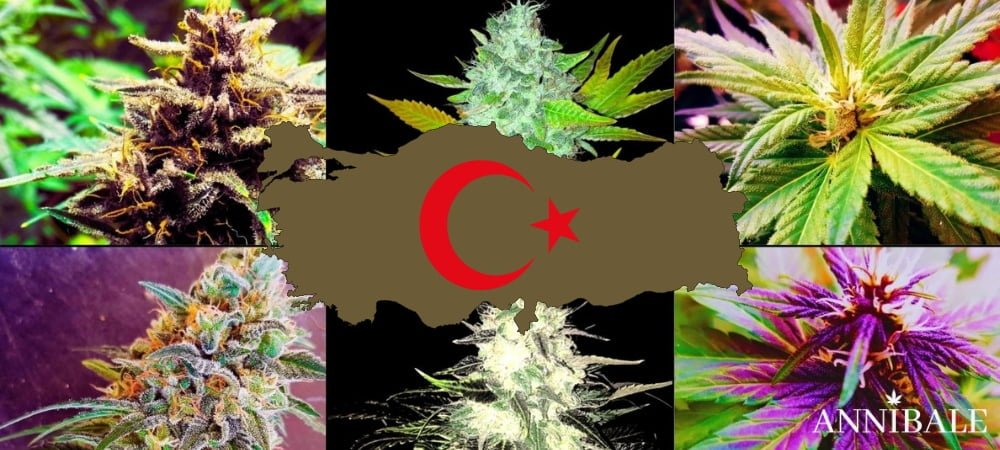 Turkish Cannabis Seeds