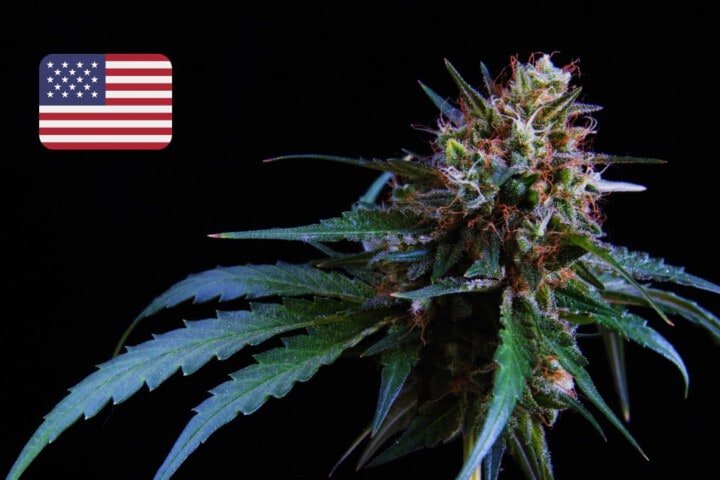 Where to Buy Cannabis Seeds Online in U.S.