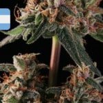 Where To Buy Cannabis Seeds Online In Argentina
