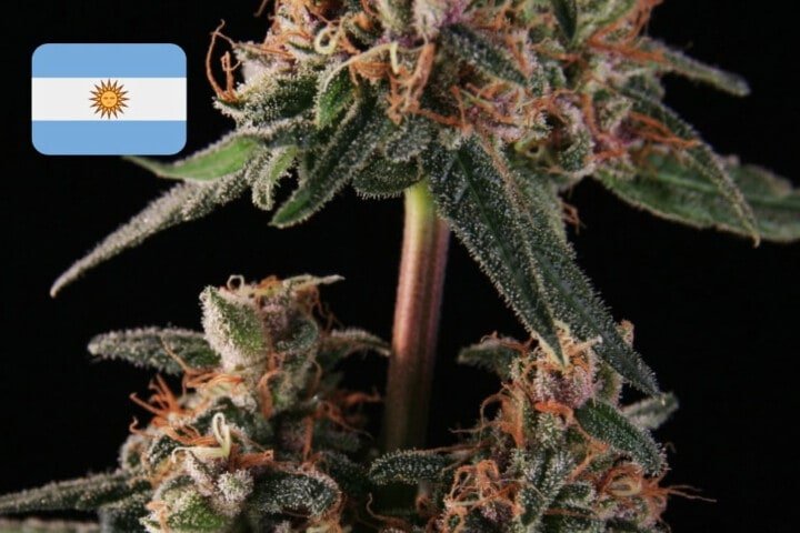 Where To Buy Cannabis Seeds Online In Argentina