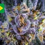 Where To Buy Cannabis Seeds Online In Brazil