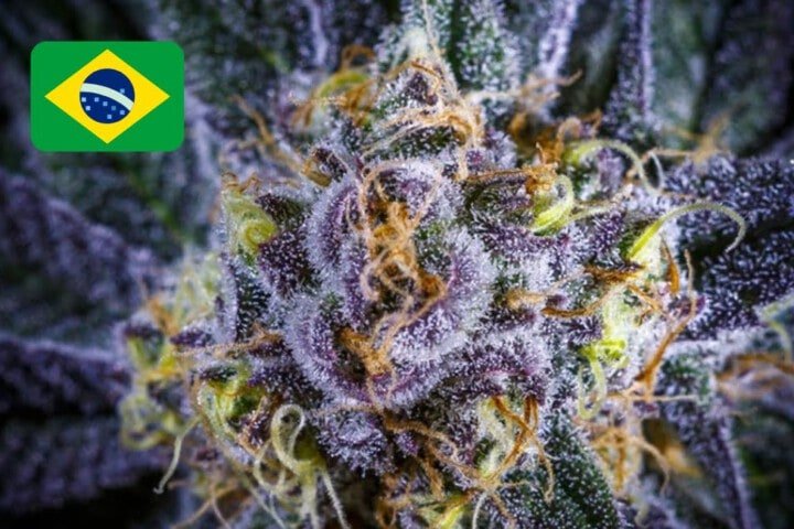 Where To Buy Cannabis Seeds Online In Brazil