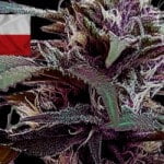 Where To Buy Cannabis Seeds Online In Czech Republic