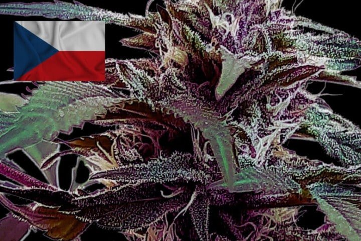 Where To Buy Cannabis Seeds Online In Czech Republic