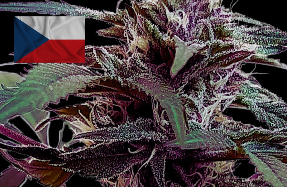 Where To Buy Cannabis Seeds Online In Czech Republic