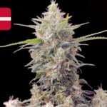 Where To Buy Cannabis Seeds Online In Denmark