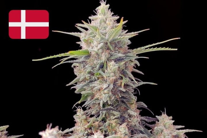 Where To Buy Cannabis Seeds Online In Denmark