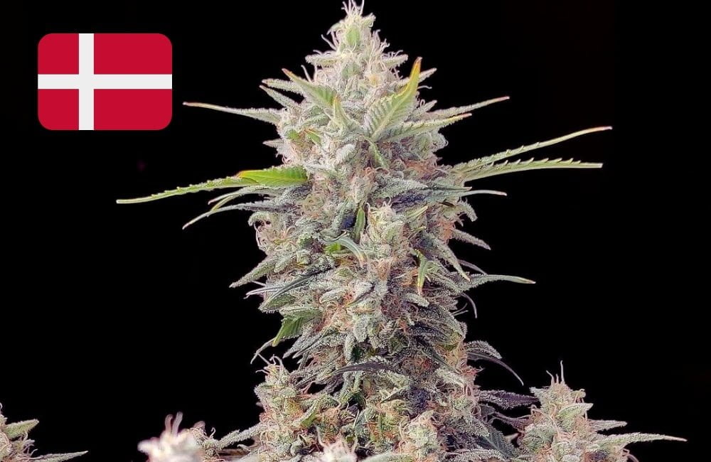 Where To Buy Cannabis Seeds Online In Denmark