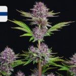 Where To Buy Cannabis Seeds Online In Finland