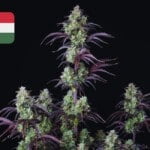 Where To Buy Cannabis Seeds Online In Hungary