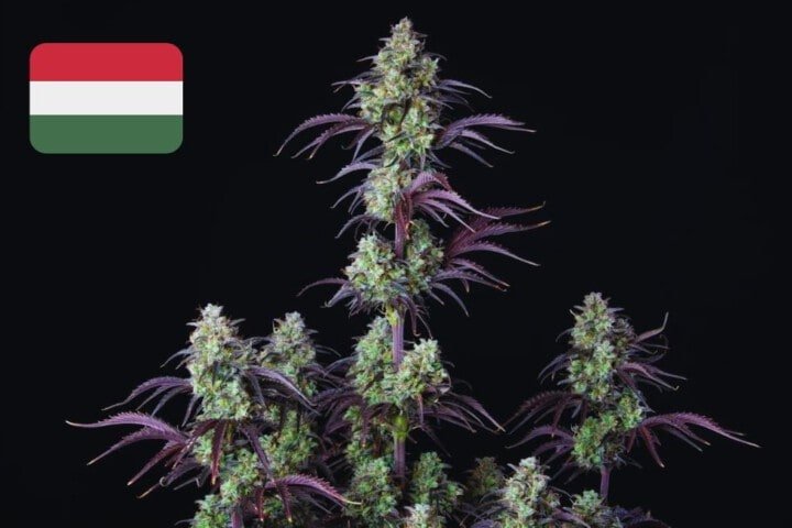 Where To Buy Cannabis Seeds Online In Hungary