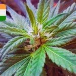 Where To Buy Cannabis Seeds Online In India (1)