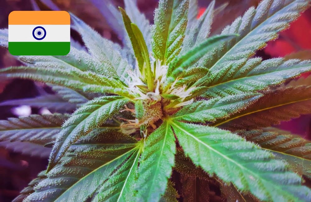 Where To Buy Cannabis Seeds Online In India (1)