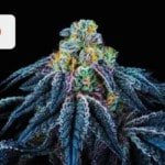 Where To Buy Cannabis Seeds Online In Japan