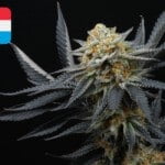 Where To Buy Cannabis Seeds Online In Luxembourg