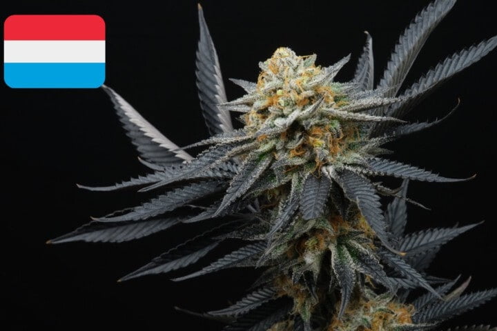 Where To Buy Cannabis Seeds Online In Luxembourg