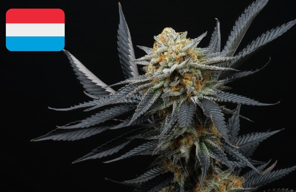 Where To Buy Cannabis Seeds Online In Luxembourg