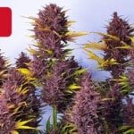 Where To Buy Cannabis Seeds Online In Mexico