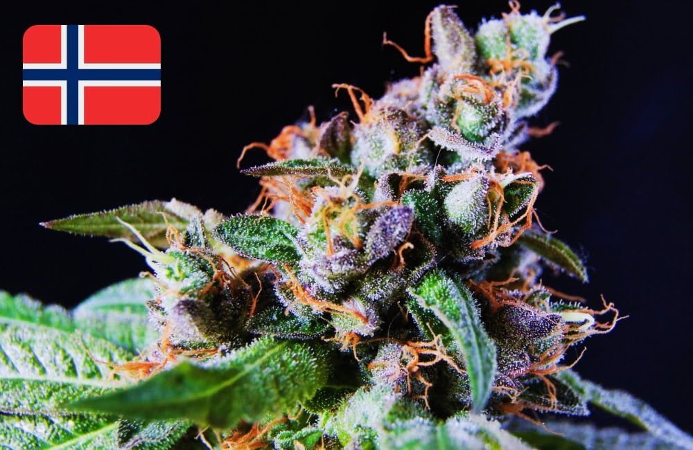 Where To Buy Cannabis Seeds Online In Norway