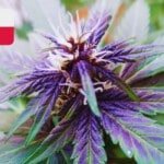 Where To Buy Cannabis Seeds Online In Poland