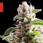 Where To Buy Cannabis Seeds Online In Portugal