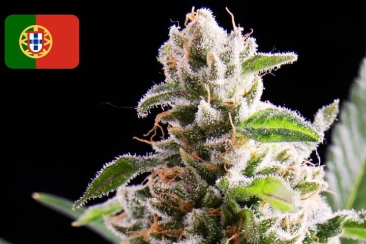 Where To Buy Cannabis Seeds Online In Portugal