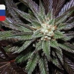 Where To Buy Cannabis Seeds Online In Russia