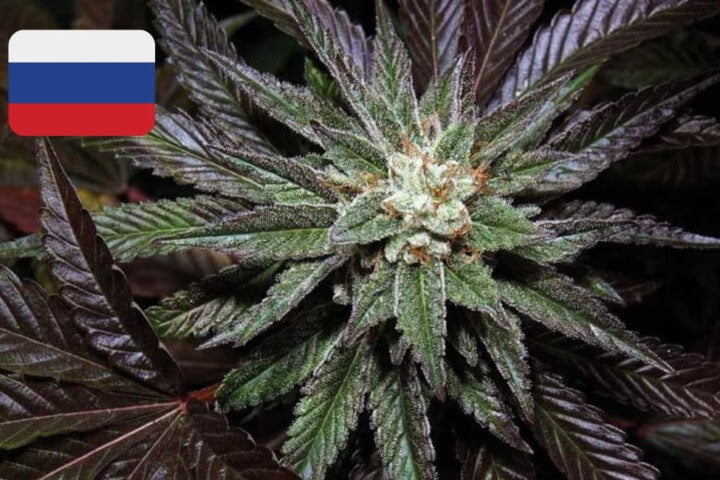 Where To Buy Cannabis Seeds Online In Russia