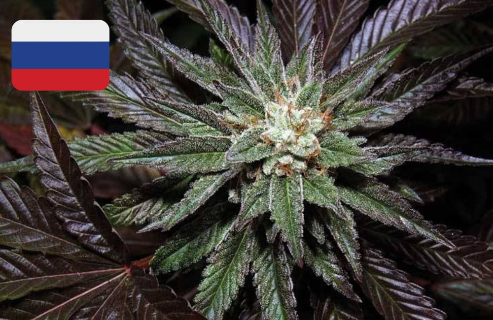 Where To Buy Cannabis Seeds Online In Russia